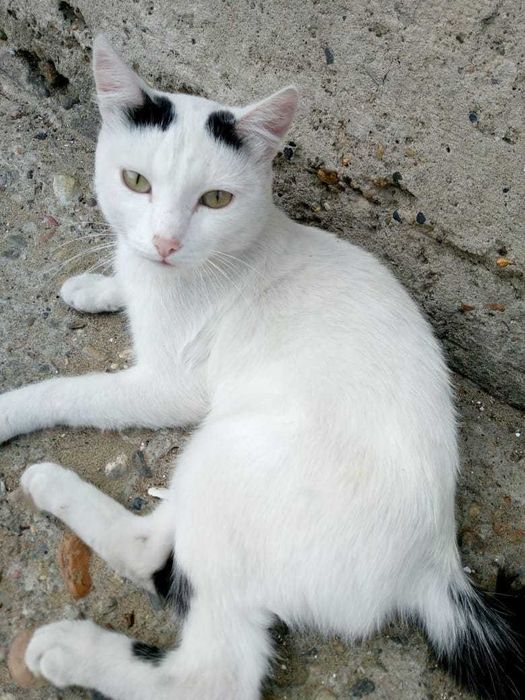 Отдам кота бесплатно