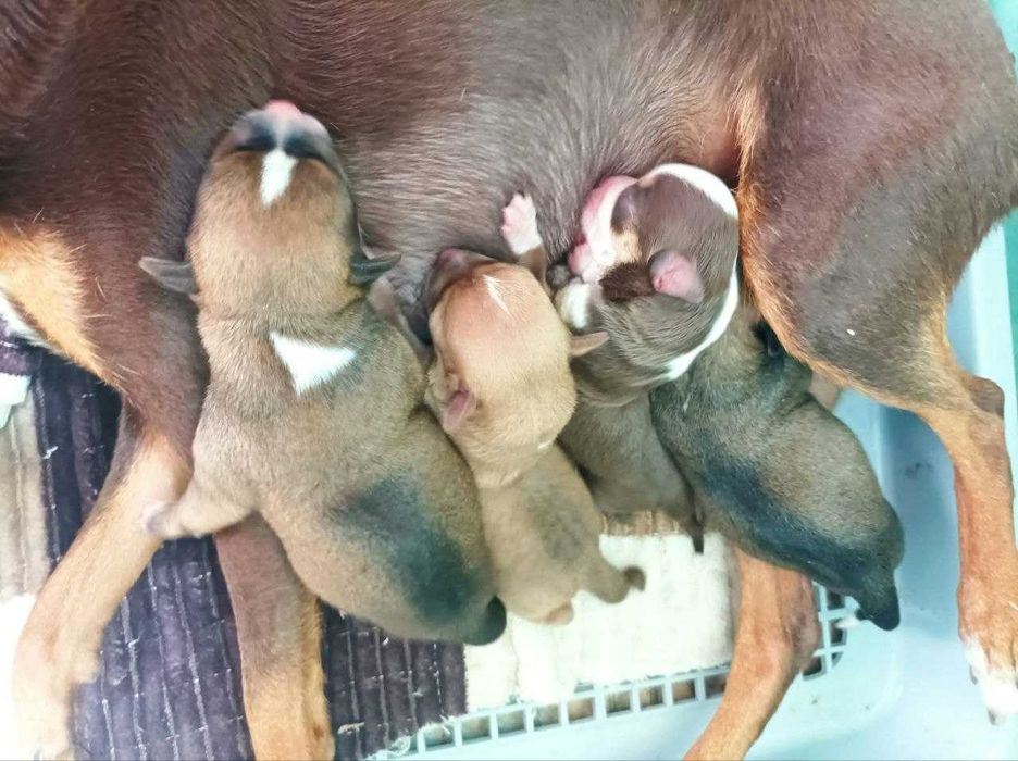 Щенки Чихуахуа Продам