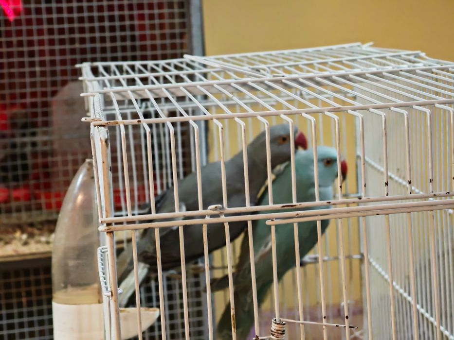 Papagali Micul Alexander