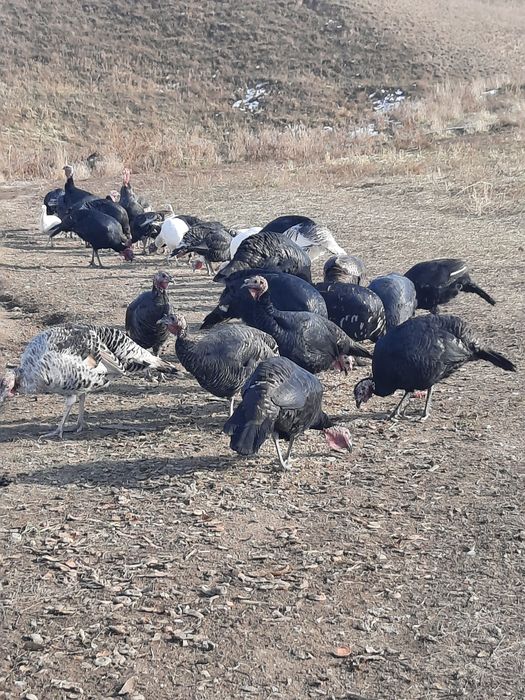 Продам индюков домашних