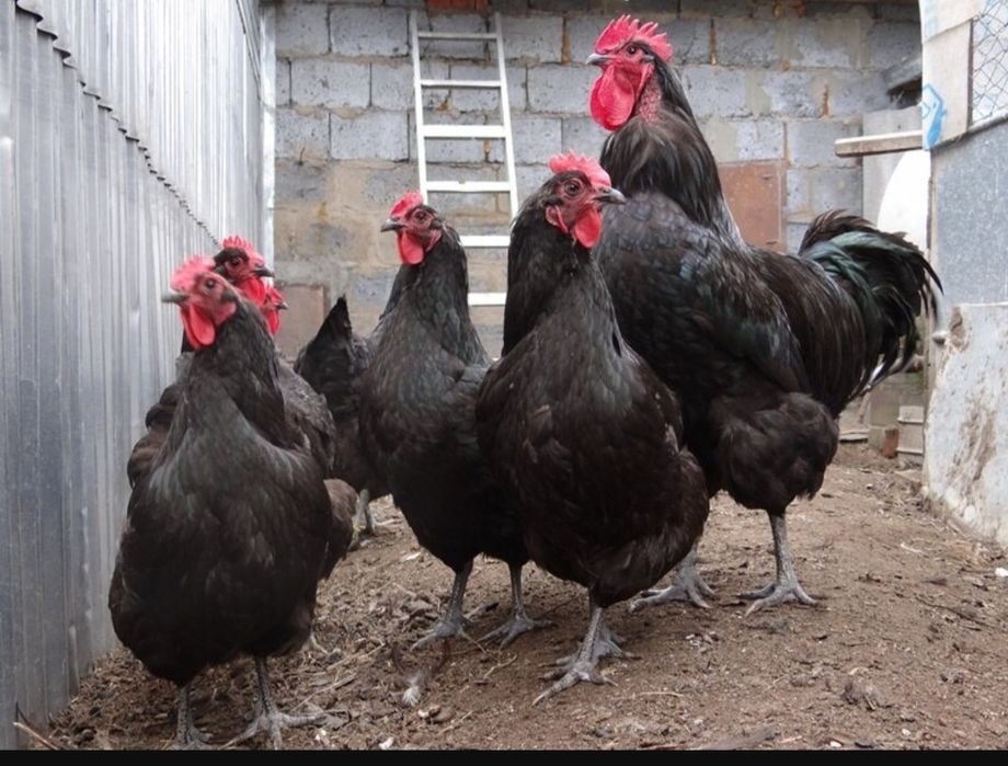 Петушки породы джерси 300 000 смс езинглар