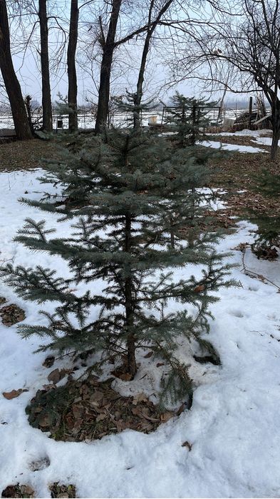 Голубая ель blue deamond, от 1-10 метров