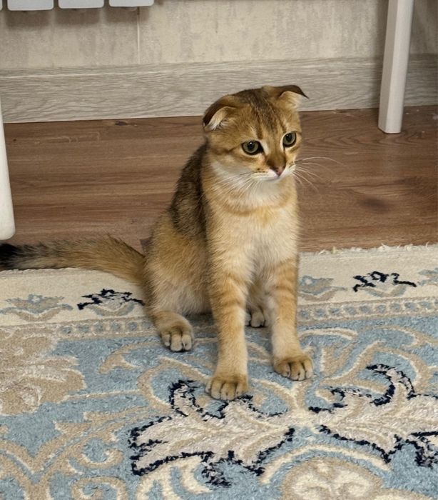 Мысық Скотиш Фолд кошка сатылады