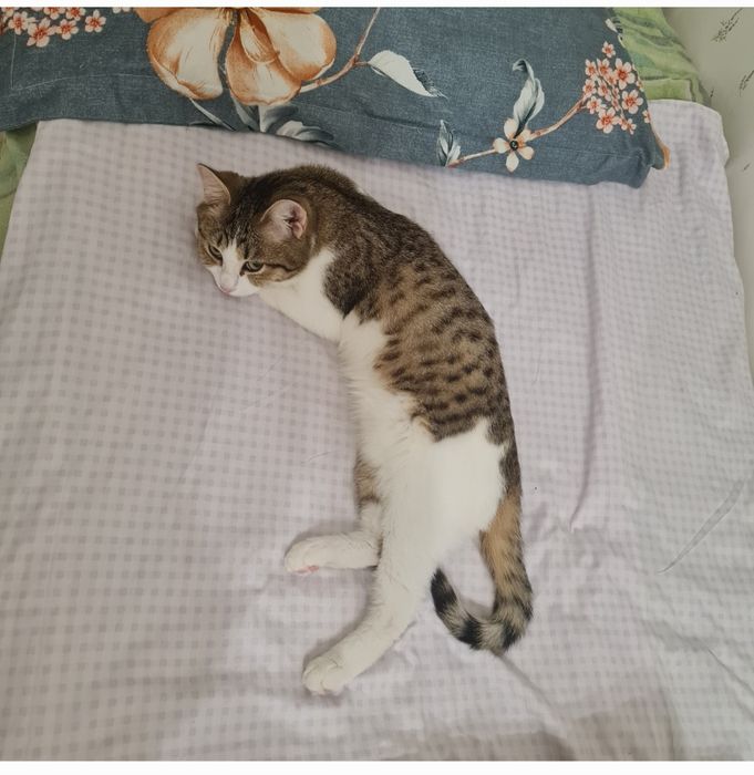 Отдадим кошку ,кота