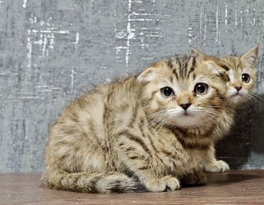 плюшевые малыши шотландцы