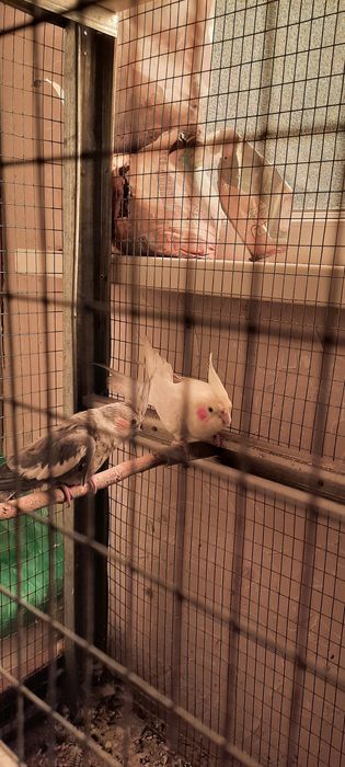 Продам пару попугаев каррелы