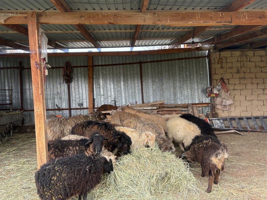 Тоқтылар сатылады 13 бас срочна