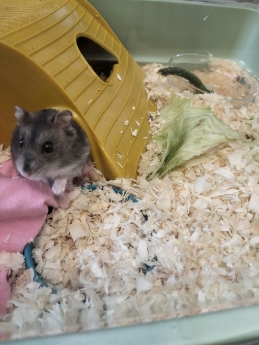 Hamsteri jucăuși