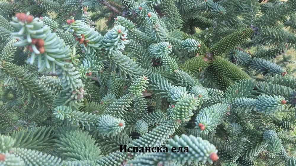 Семена и фиданки. Секвоя Бор Смърч Кедър Ела Тис Кипарис Туя Араукария