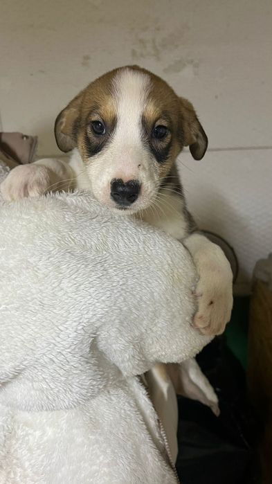 Щенят в добрые ручки