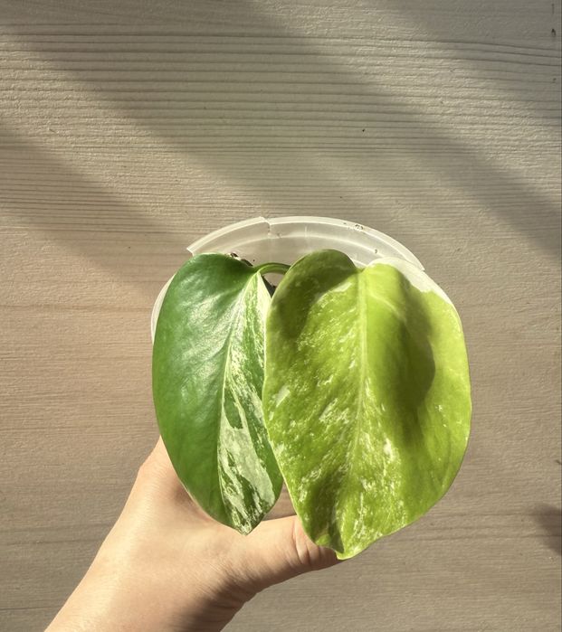 Продам комнатные растерия