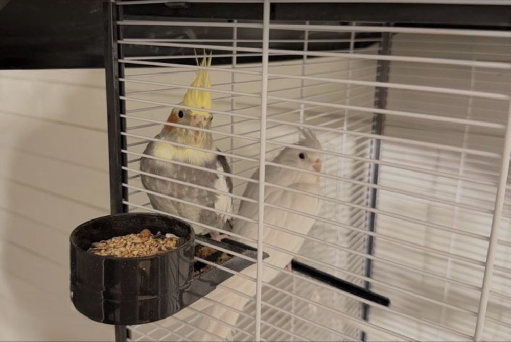 Papagali Nimfe de vanzare