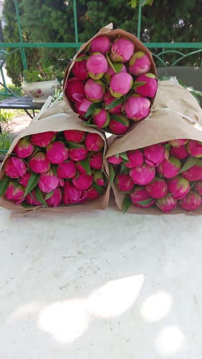 Пионы свежие ароматные