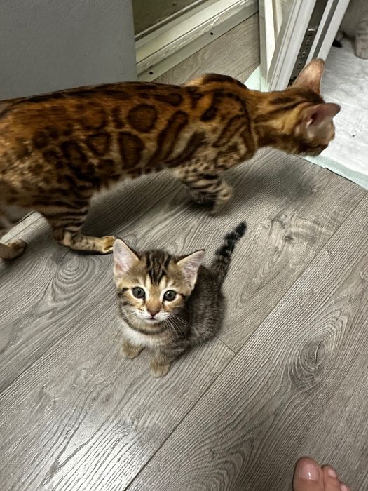 Бенгалски котета