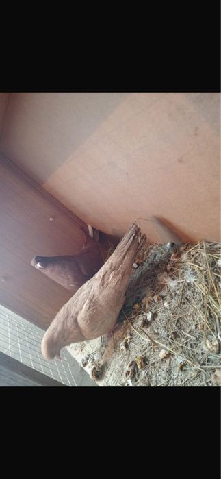 Голуби домашние