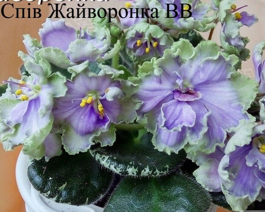 Продам сортовые фиалки