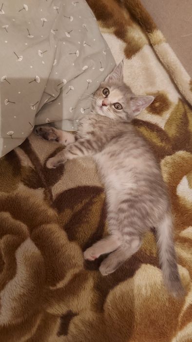 Котнек бесплатно. Домашний