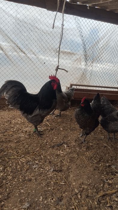 Австролорп пепельный