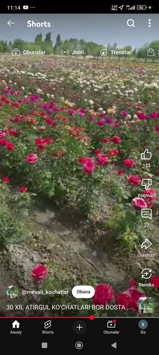 Атиргул кучат сотилади