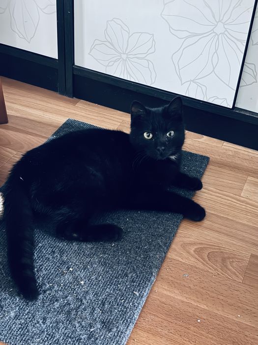 Котенок в добрые руки