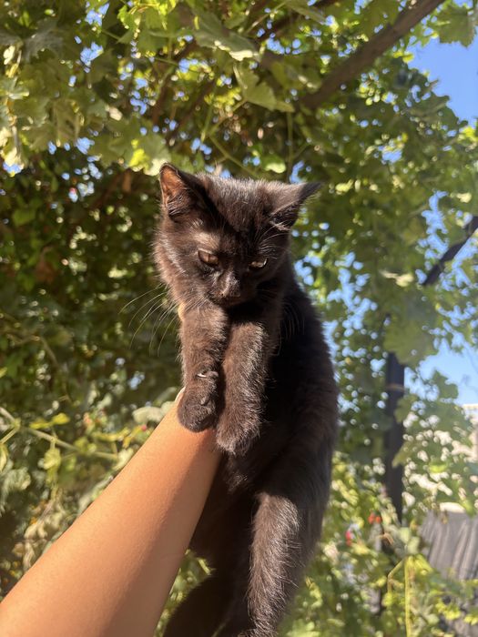 отдам кошек в добрые руки