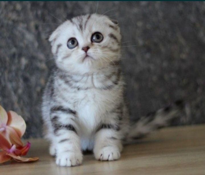 Шотланские котята