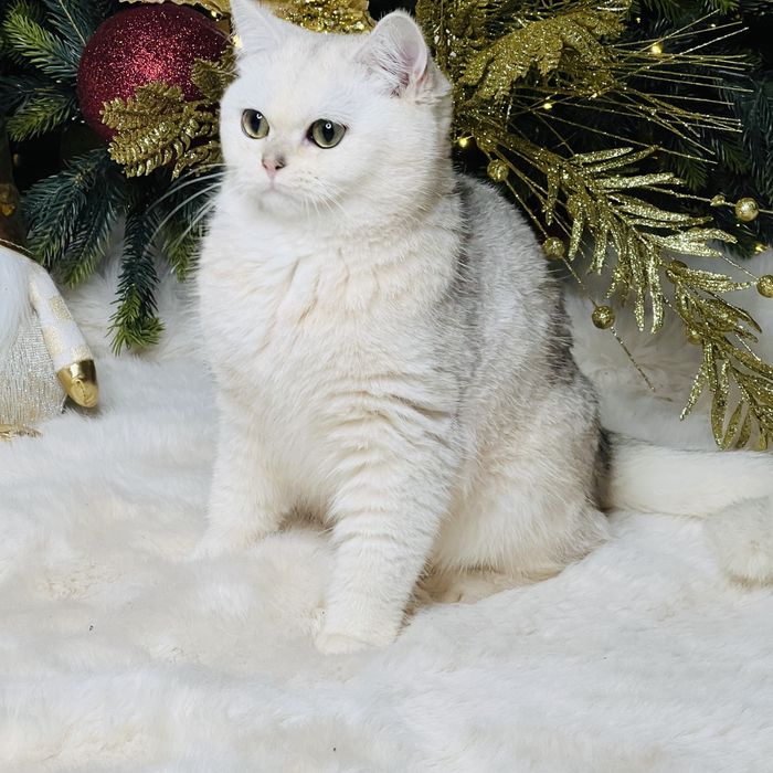 Серебристая шиншилла