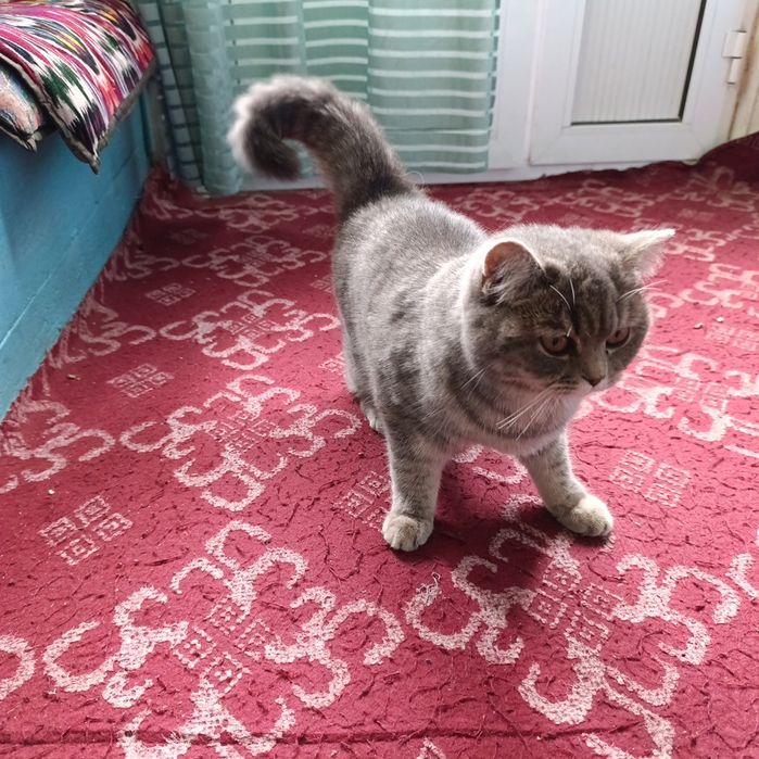 Мушук сотлади жинси айол