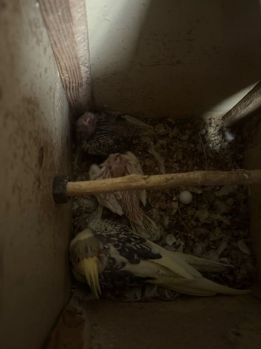 korella bolalar sotiladi