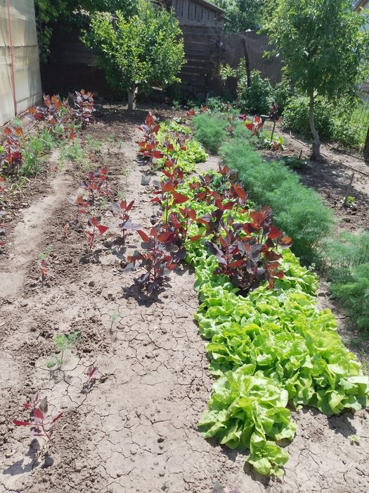 Vand casa in localitatea Albina, comuna Tichilesti