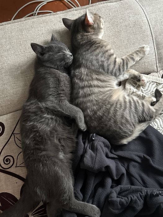 Отдам даух кошечек