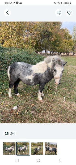 Пони 2 жасар, еркек