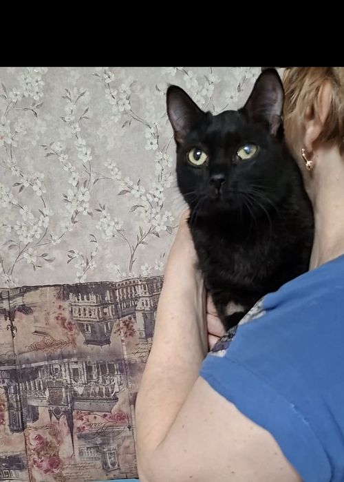 Молоденькая кошечка Чара в добрые руки!