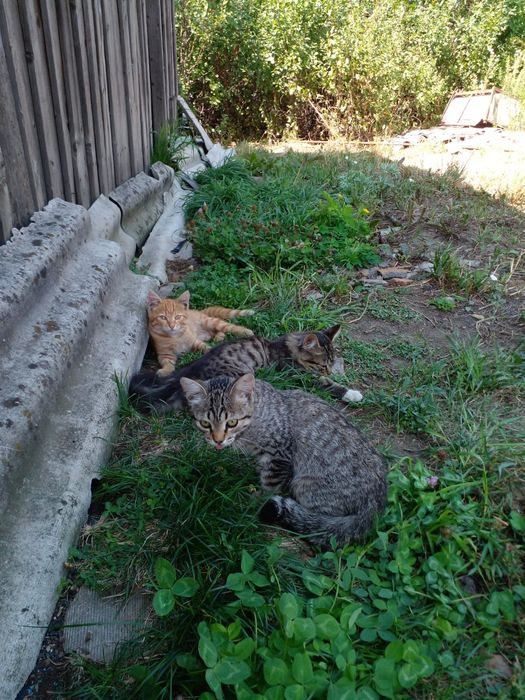Отдам котят в добрые руки