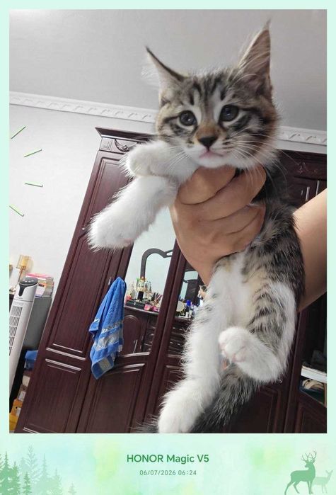 Котенок, дома родился, домашний
