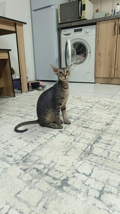 Котята сфинкс донские