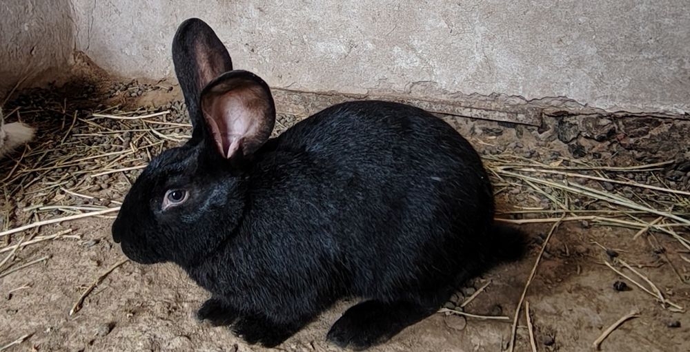 Куёнлар сотилади