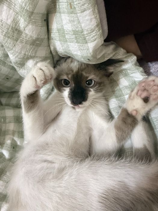 котенок 3 месячный