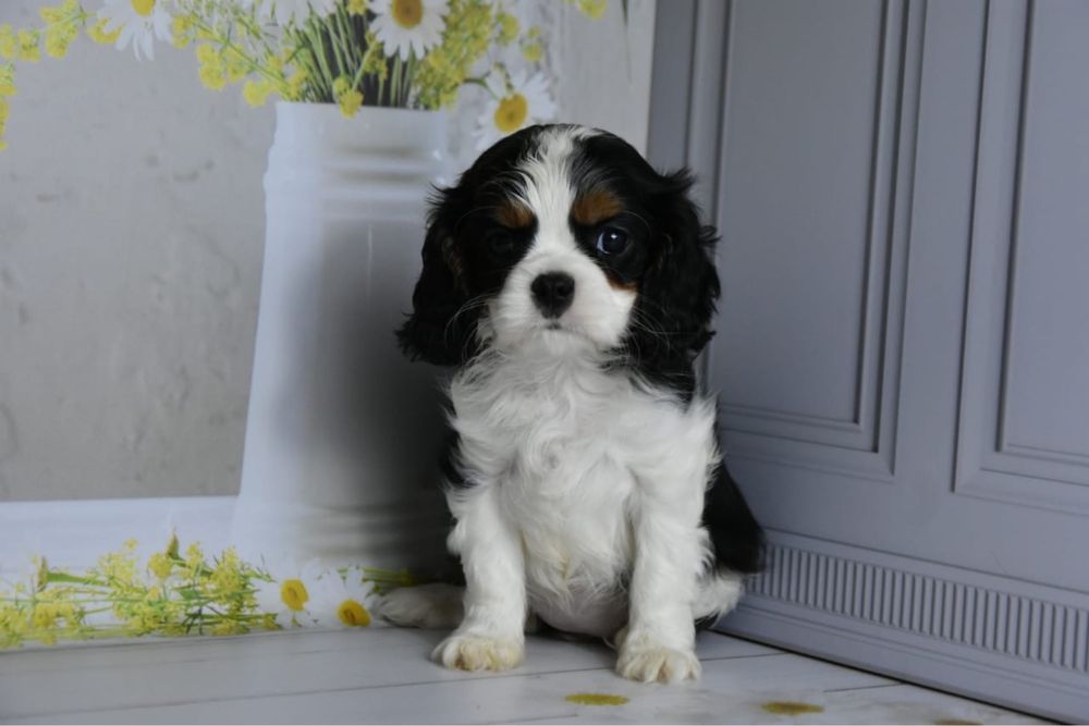 Кавалер кинг чарльз спаниель