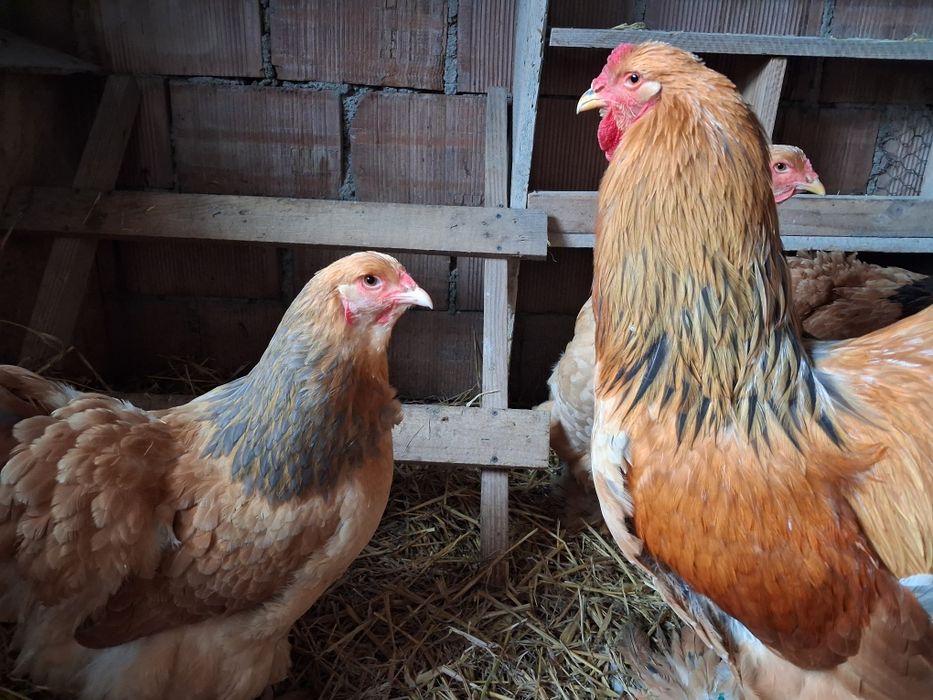 Vand oua incubatie brahma columbia /albastru