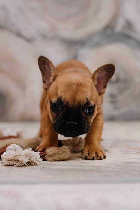 Продается девочка французского бульдога