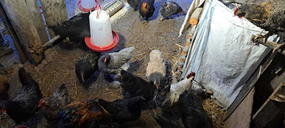 Ouă pentru incubat – mixt gospodăresc