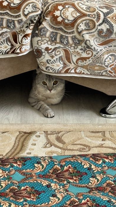 Отдам в очень добрые руки котенка
