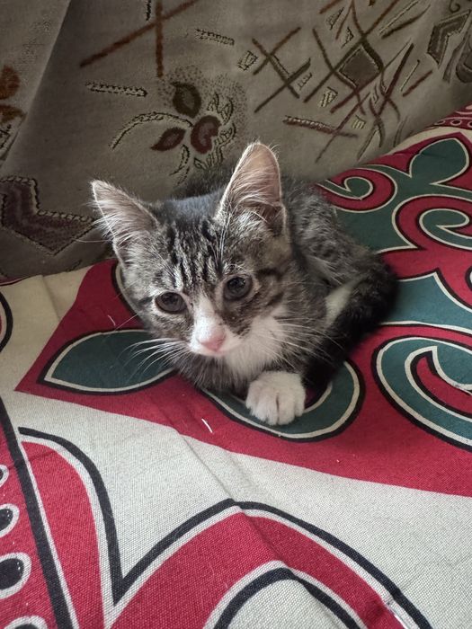 Отдам котёнка в добрые руки