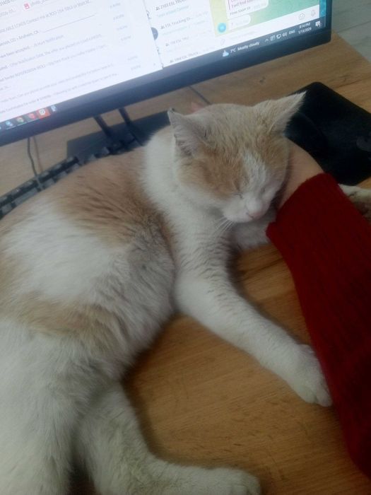 Mehribon Mushuk tekinga  Добрый кот бесплатно