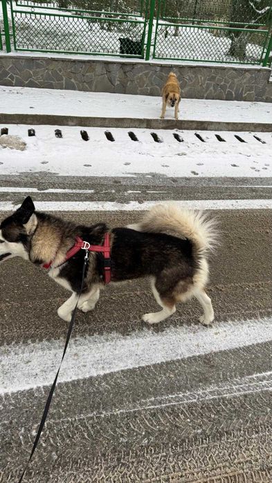 Adoptie responsabila Husky, 4 ani
