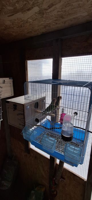 4 perechi de agapornis