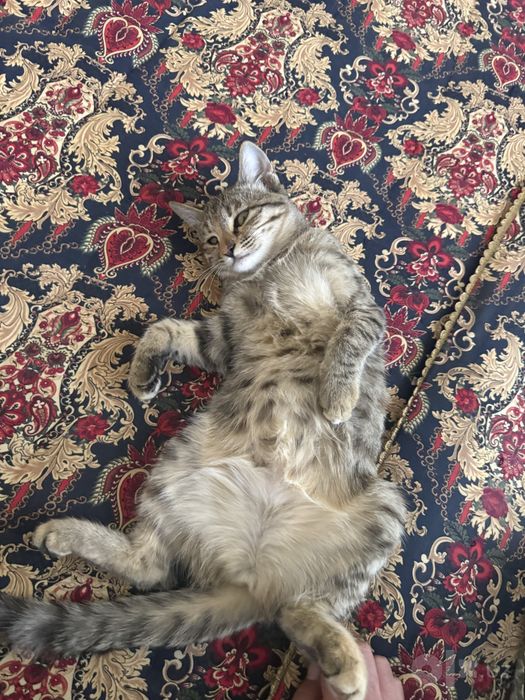Котята 4 месяца бесплатно