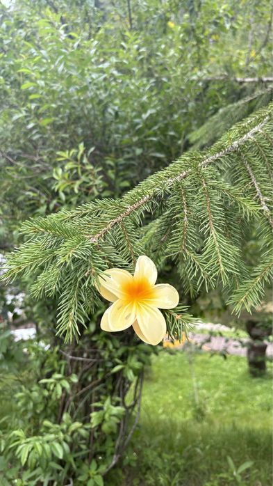 Крабики для волос/г.Алматы