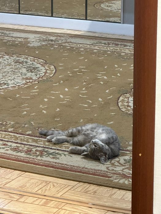 Кошечка в поисках дома